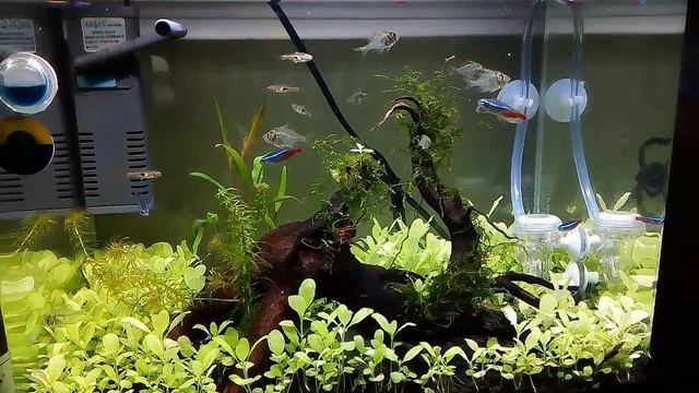 Rasbora hengeli, neon Tetra, glass fish, algae Eater, schooling together! смотреть онлайн