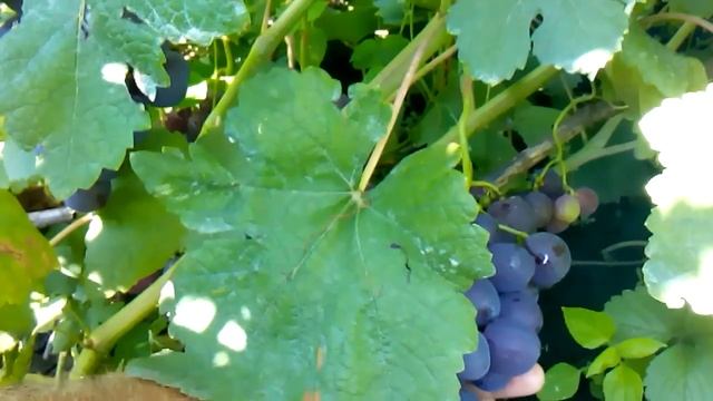 сорт винограда рошфор смотреть онлайн