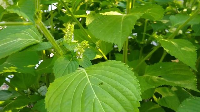 Perilla (Sesame leaves) смотреть онлайн