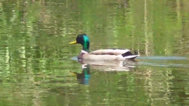 Селезень Время отдыха смотреть онлайн