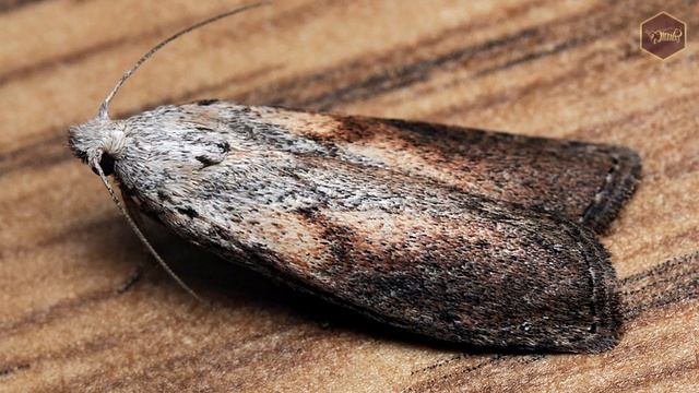 Восковая моль: как жуткий вредитель борется с легочными и другими заболеваниями. смотреть онлайн