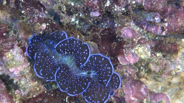 Tridacna maxima/squamosa/derasa giant clams смотреть онлайн