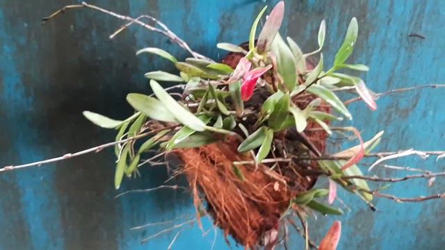 My orchid | #orchid | Josh Garden смотреть онлайн