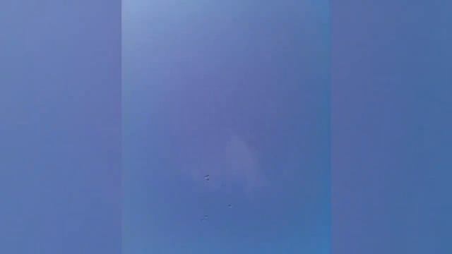 Николаевские голуби. Гон молодых смотреть онлайн