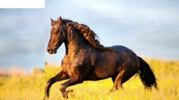 Песня про лошадь