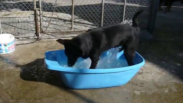 Pantera смотреть онлайн