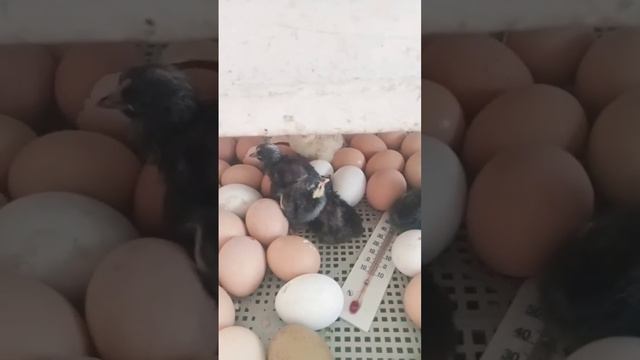 цыплята смотреть онлайн