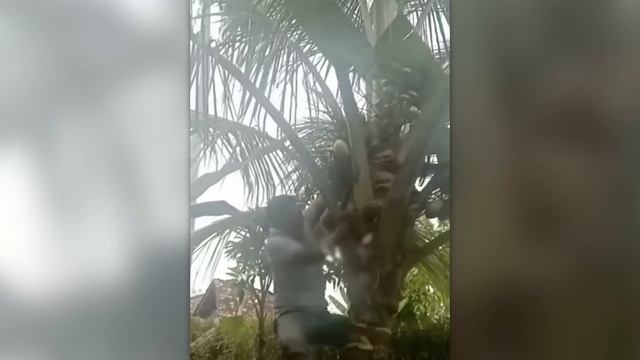 САМЫЕ НЕЛЕПЫЕ МОМЕНТЫ, СНЯТЫЕ НА КАМЕРУ смотреть онлайн