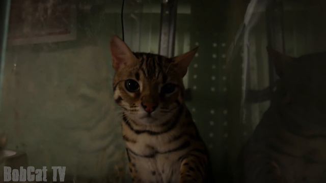 НЕВЕРОЯТНАЯ МИЛОТА С БЕНГАЛЬСКИМ КОТОМ! смотреть онлайн
