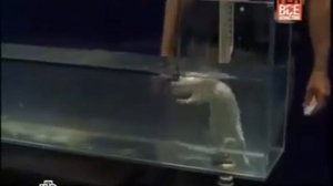 Эксперимент с крысами