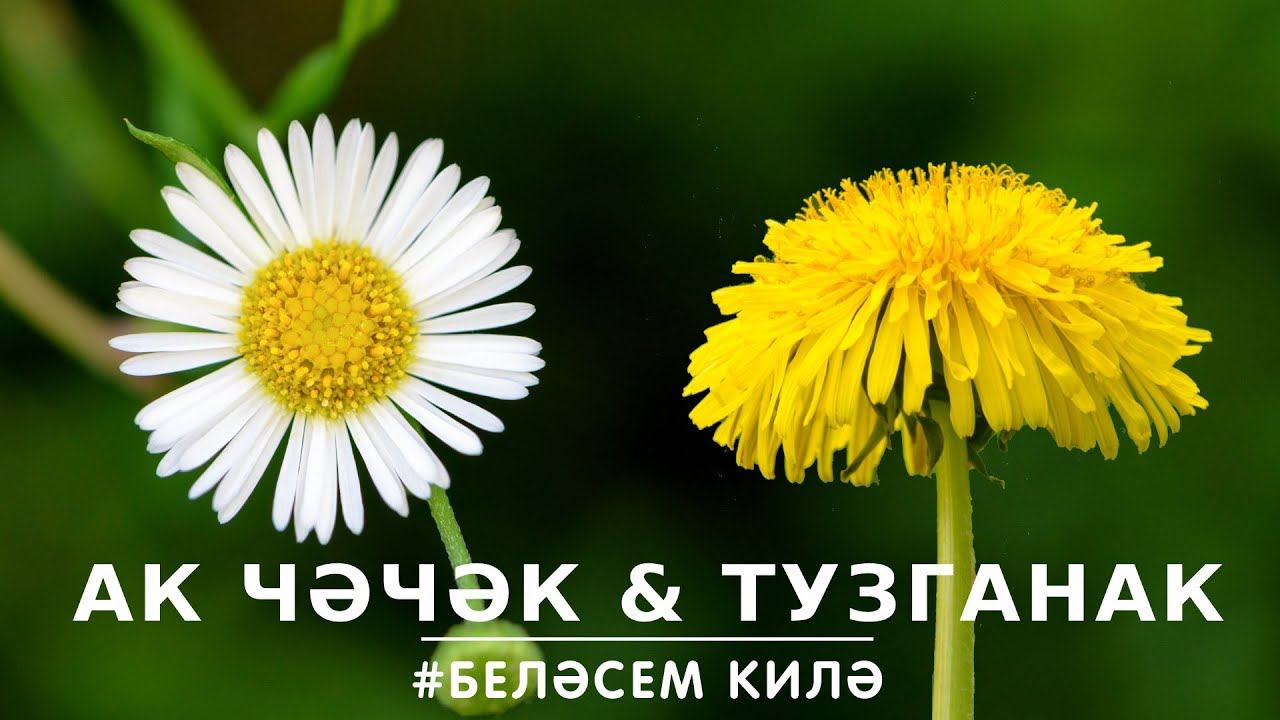 БЕЛӘСЕМ КИЛӘ: ак чәчәк һәм тузганак / Ромашка и одуванчик / Chamomile &amp; Dandelion смотреть онлайн