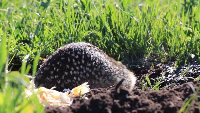 Наблюдение за крапчатым сусликом смотреть онлайн