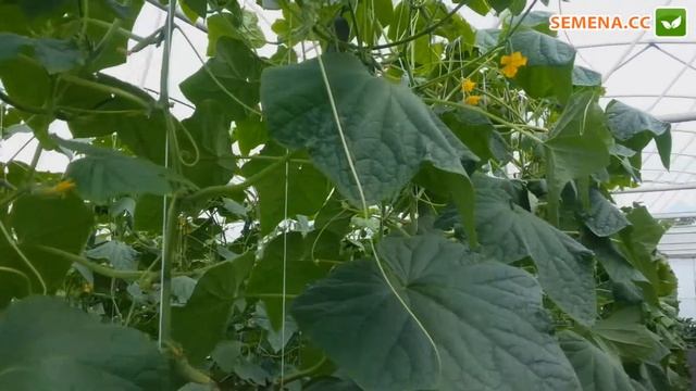 Огірок Мірабелл Seminis (культура в полі)