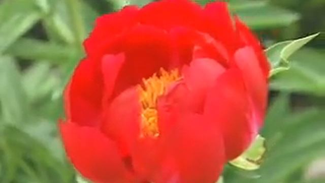 Gardening in the Zone: Peonies смотреть онлайн