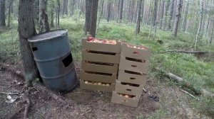 Привада на медведя