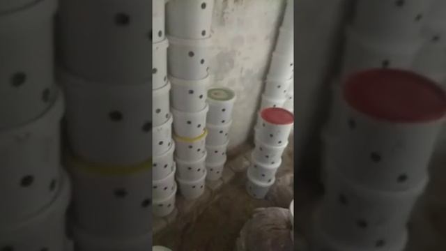 Грибы вешенка в ведрах мицелий свой смотреть онлайн