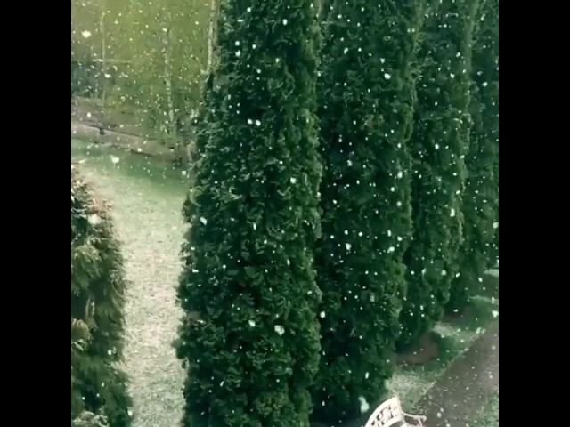 С Буйновым Годом! Айда на речку купаться!