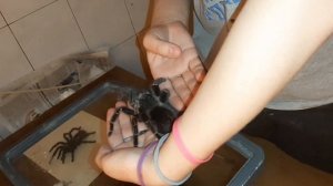 Паук-птицеед "Lasiodora parahybana"