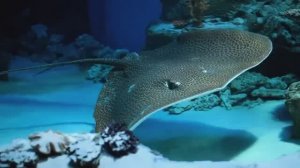 Обитатели морей и океанов 🐠 Развивающие мультики  Морские животные  Подводный мир Малышковая школа