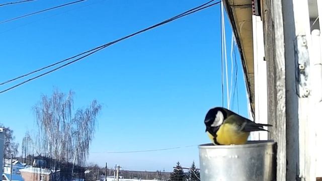 Мир синиц / Tomtit