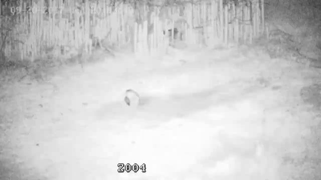 Rooi Jakkals (Hikvision DS-2DE5220I-AE 2MP) смотреть онлайн