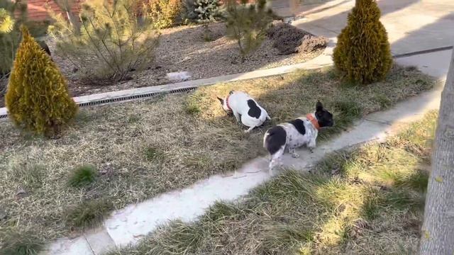 Сорняки на канале,это цветы пахнущие навозом… смотреть онлайн