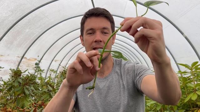 Plant Propagation 101 #6 | How to Root Pothos Cuttings | Best Houseplant for Low Light смотреть онлайн