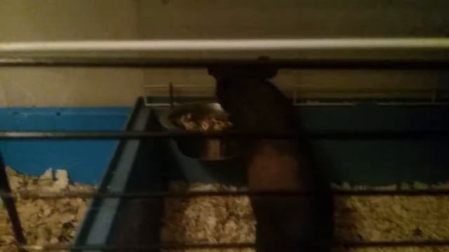 Что можно давить свинкам весной,летом, осенью, зимой. смотреть онлайн