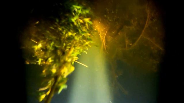 Подводная охота на Урале #1.Щука. Раки. Карась с откушенным хвостом. смотреть онлайн