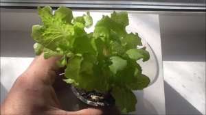 Вырастил листовой салат дома!  Вторая жизнь для салата в горшочке