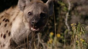 Скрытые чудеса Африки 2 серия «Эфиопия» (документальный сериал, 2020)