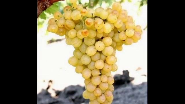 Фруктовый салат смотреть онлайн