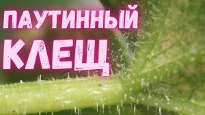 Паутинный клещ.  Самый экологичный способ уничтожения паутинного клеща в теплице и парнике