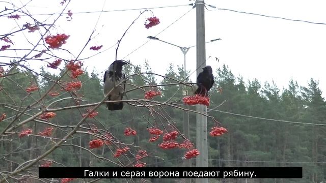 Галки и серая ворона поедают рябину. Записки ветврача орнитолога. 15.11.2023 смотреть онлайн
