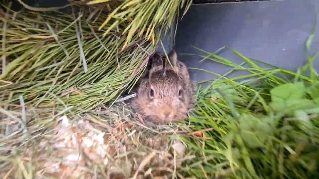 Страшнее зайчат зверя нет. Зайчонок Пацан недоволен смотреть онлайн