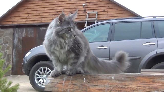 МЕДАР Amorecoon котик мейн-кун ПРОДАН! смотреть онлайн