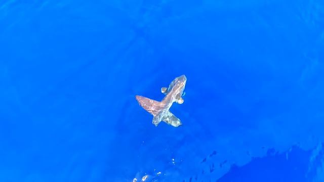Ocean SUNFISH | near Larnaca in Cyprus | from phantom 4 | Рыба Луна на острове Кипр смотреть онлайн