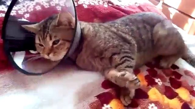 Кот Макс - кастрировали! Почему - ответ хозяев! смотреть онлайн