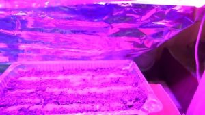 Многолетняя ромашка  крейзи дейзи. Как и когда сеять, уход за рассадой, пикировка, высадка в грунт.