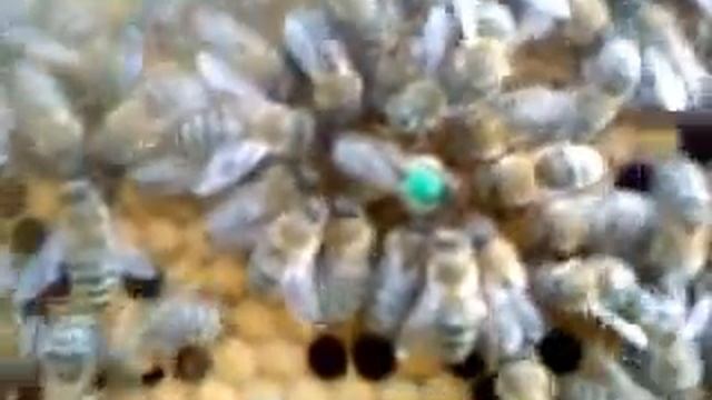 Матка карпатка в отводок карники смотреть онлайн