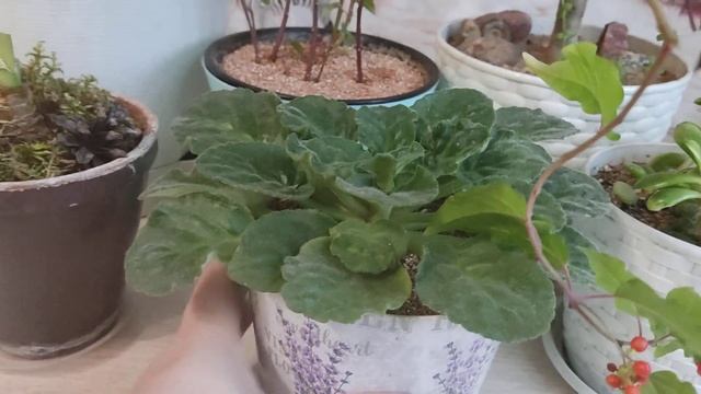 Мульчирование комнатных цветов. Мои 5 вариантов мульчи. смотреть онлайн