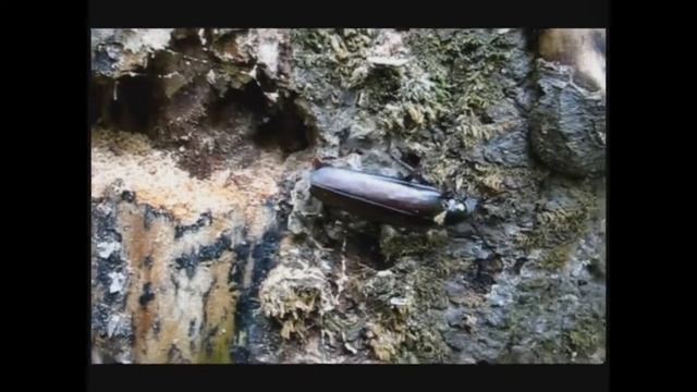 6 САМЫХ АНОМАЛЬНО БОЛЬШИХ ЖИВОТНЫХ НА ЗЕМЛЕ!! смотреть онлайн