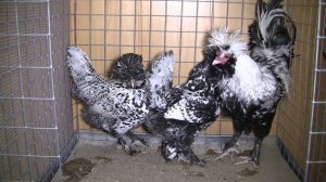 Павловские. Петухи и куры