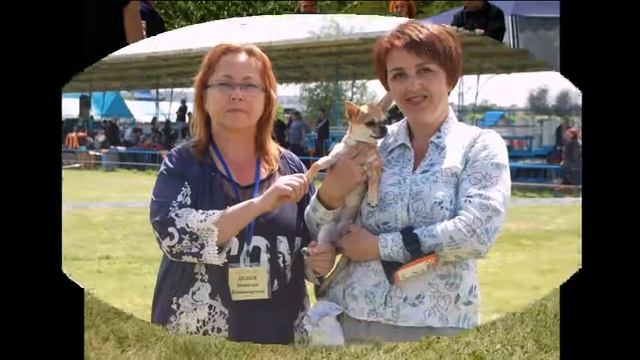 Как растет чихуа. Dedlis Way Bonnita May Soul