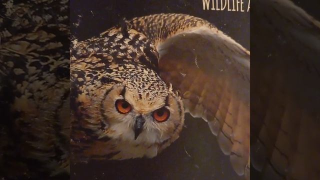 Мудрый меняет мнение смотреть онлайн