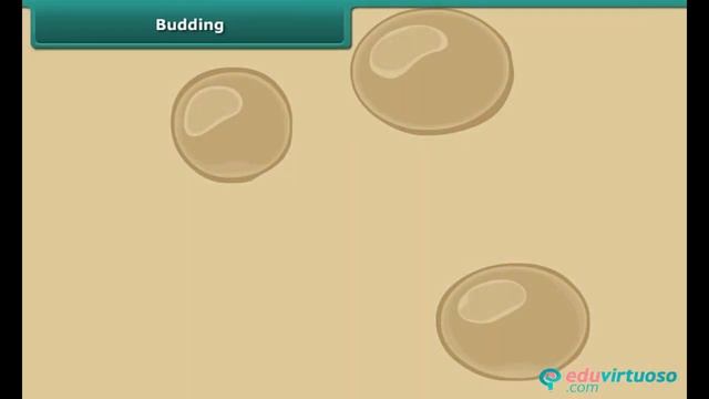 Reproduction in Plants | Class 7 | Science| CBSE | ICSE | FREE Tutorial смотреть онлайн