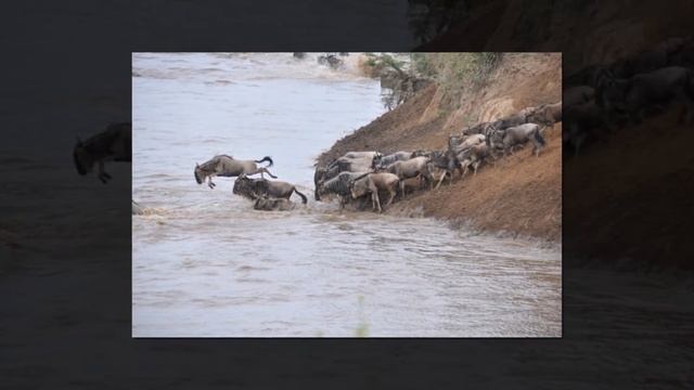 Большая переправа-- антилопы против хищников смотреть онлайн