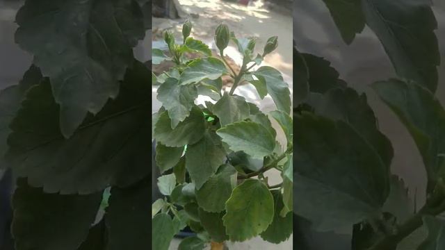 New hibiscus plant #hibiscusplant#hibiscus #plants #plantslover #flowerplants #flowers#youtubeshort смотреть онлайн