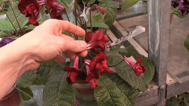 Стрептокарпусы Диметрис 30 апреля 2016 смотреть онлайн