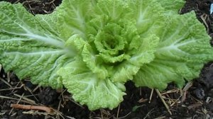 Пекинская капуста в теплице к новому году?!...реально!